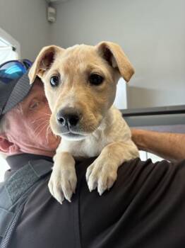 Labrador Retriever Dogs Available for Adoption in Salt Lake City, Utah - Bunny | PetCurious