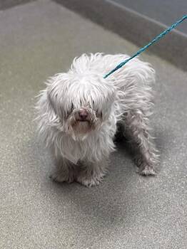 Maltese Dogs Available for Adoption - ROMEO | PetCurious