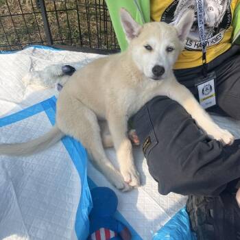 Snow Cone -  Husky Dog for Adoption in Bellingham, Washington - Snow Cone | PetCurious