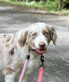 Charli -  Australian Shepherd Dog for Adoption in Syracuse, New York - Charli | PetCurious