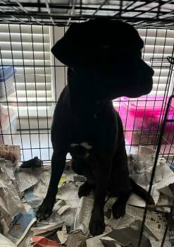 Labrador Retriever and Terrier Dogs Available for Adoption - Luna Vartenian | PetCurious