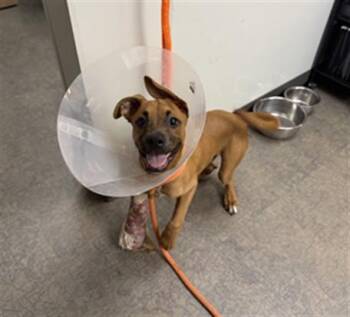 RINGO - IN FOSTER -  Boxer and Mixed Breed Dog for Adoption in Ontario, California - RINGO - IN FOSTER | PetCurious