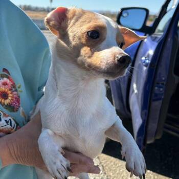 Blue -  Chihuahua Dog for Adoption in Reno, Nevada - Blue | PetCurious