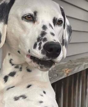 Abby -  Dalmatian Dog for Adoption in Merrillville, Indiana - Abby | PetCurious