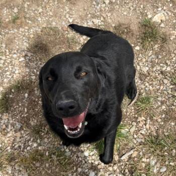 Jolene -  Mixed Breed Dog for Adoption in Park City, Utah - Jolene | PetCurious