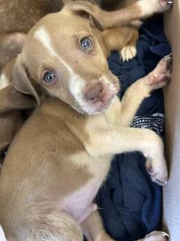 Forest A219463 -  Pit Bull Terrier Dog for Adoption in Plano, Texas - Forest A219463 | PetCurious