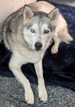 Rescue Mixed Breed Dogs for Adoption in Buchanan Dam, Texas - Bruno | PetCurious