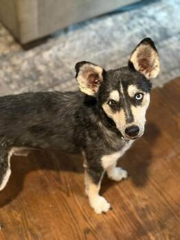 Chupa -  Australian Cattle Dog Blue Heeler Dog for Adoption in Parker, Colorado - Chupa | PetCurious