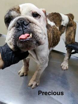 Precious -  English Bulldog Dog for Adoption in Severance, Colorado - Precious | PetCurious