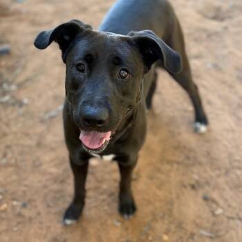 Labrador Retriever Dogs Available for Adoption - Angel | PetCurious