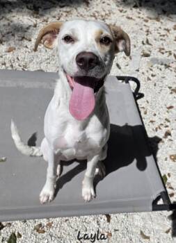 Layla -  Hound Dog for Adoption in Key Largo, Florida - Layla | PetCurious
