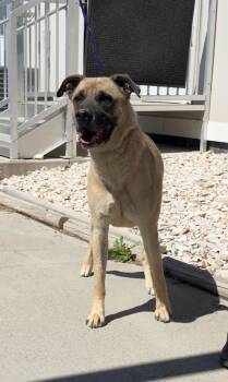 Loki-61647123 -  Shepherd Dog for Adoption in Elko, Nevada - Loki-61647123 | PetCurious