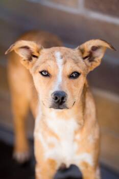 Zalabia -  Australian Cattle Dog Blue Heeler and Cattle Dog Dog for Adoption in Fort Lupton, Colorado - Zalabia | PetCurious