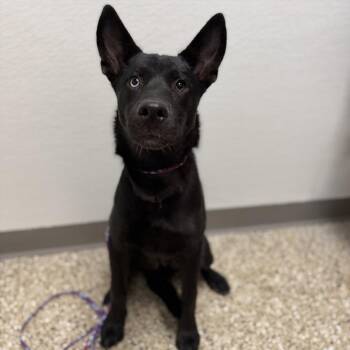 BENTLEY -  Shepherd and Mixed Breed Dog for Adoption in Bullhead City, Arizona - BENTLEY | PetCurious