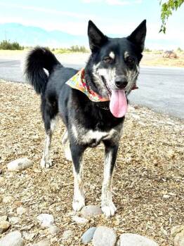 Rescue Shepherd and Alaskan Malamute Dogs for Adoption in Gardnerville, Nevada - Piper | PetCurious