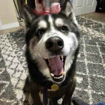 Rescue Siberian Husky Dogs for Adoption in Lynchburg, Virginia - Maverick | PetCurious