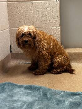 Denali -  Shih Tzu Dog for Adoption in Lima, Ohio - Denali | PetCurious