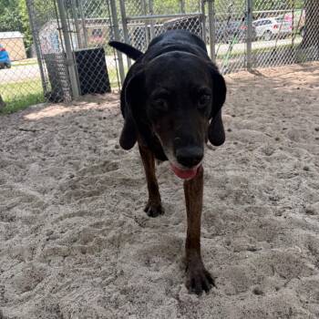 Hound and Mixed Breed Dogs Available for Adoption in Middleburg, Florida - Rufus 15976 | PetCurious