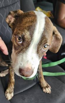 Beef - ADOPTED -  Mixed Breed Dog for Adoption in Chamblee, Georgia - Beef - ADOPTED | PetCurious