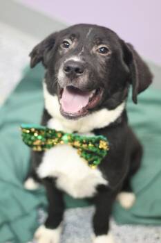 Black Labrador Retriever Dogs Available for Adoption - Malcolm In NH! Come Meet Our Adoptable Dogs Wednesday-Saturday.  | PetCurious