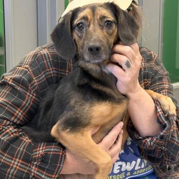 Beagle Dogs Available for Adoption in Mount Vernon, Indiana - Swiffer | PetCurious