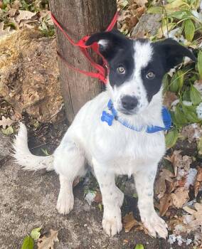 Rescue Mixed Breed Dogs for Adoption in De Pere, Wisconsin - Noeline | PetCurious