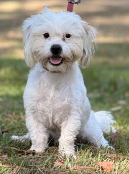 Sergio -  Shih Poo and Maltese Dog for Adoption in Texarkana, Texas - Sergio | PetCurious