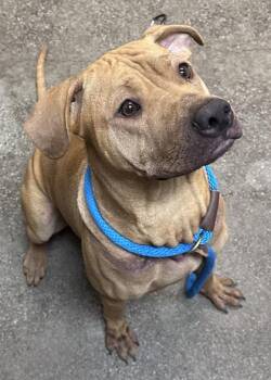 Shar Pei and Rhodesian Ridgeback Dogs Available for Adoption in Honolulu, Hawaii - Ig | PetCurious