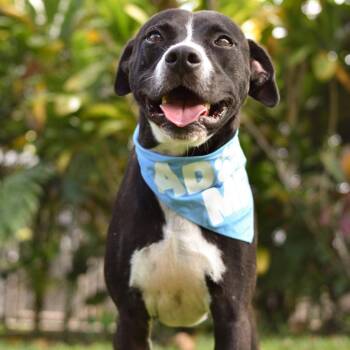 Boots -  Mixed Breed Dog for Adoption in Kailua-kona, Hawaii - Boots | PetCurious