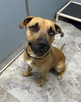 STONEY -  Pit Bull Terrier and Mastiff Dog for Adoption in Rochester, Indiana - STONEY | PetCurious