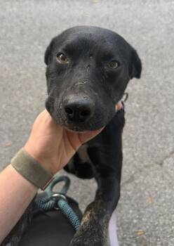 Matteo -  Labrador Retriever Dog for Adoption in Lakeland, Florida - Matteo | PetCurious
