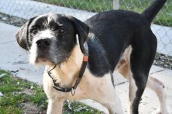 Rescue Mixed Breed Dogs for Adoption in West Chester, Pennsylvania - Jock | PetCurious