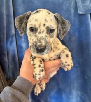 Rescue Dalmatian and Mixed Breed Dogs for Adoption in Morton Grove, Illinois - Booker | PetCurious