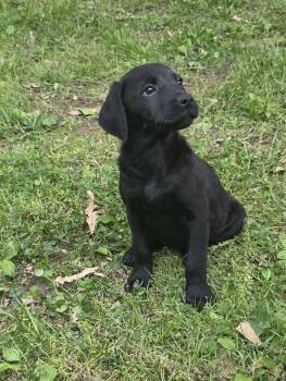 Labrador Retriever Dogs Available for Adoption in Sparta, Illinois - Howard | PetCurious