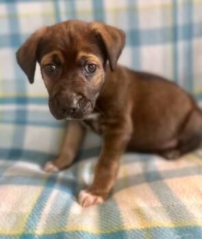 Labrador Retriever and Plott Hound Dogs Available for Adoption - Sawyer | PetCurious