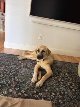 Pickle -  Anatolian Shepherd and Great Pyrenees Dog for Adoption in Denver, Colorado - Pickle | PetCurious