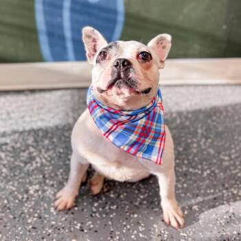 Augie -  French Bulldog Dog for Adoption in Springboro, Ohio - Augie | PetCurious