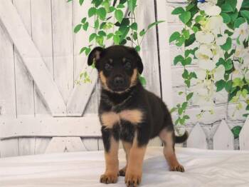 LEO -  German Shepherd Dog and Mixed Breed Dog for Adoption in Oroville, California - LEO | PetCurious