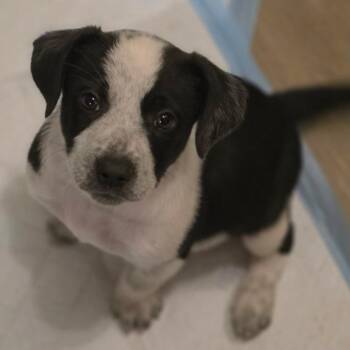 Pearl Jam -  Mixed Breed Dog for Adoption in Fredericksburg, Virginia - Pearl Jam | PetCurious