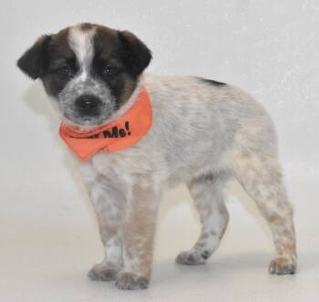 Australian Cattle Dog Blue Heeler Dogs Available for Adoption in Springfield, Ohio - Peanut Butter | PetCurious