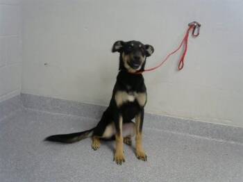 German Shepherd Dog and Mixed Breed Dogs Available for Adoption in Pasadena, Texas - A185031 | PetCurious
