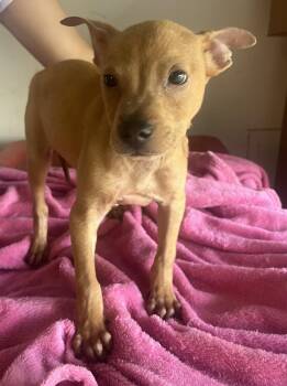 Larry -  Terrier Dog Available for Adoption in Harlingen, Texas - Larry | PetCurious