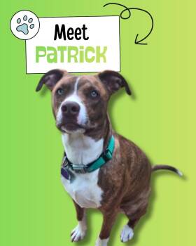 Border Collie Dogs Available for Adoption in Sulphur, Kentucky - Patrick | PetCurious