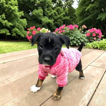 Chiweenie Dogs Available for Adoption - Snickers | PetCurious