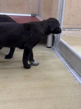 Sylvester -  Mixed Breed Dog Available for Adoption in Hobbs, New Mexico - Sylvester | PetCurious