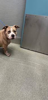 COACHELLA -  Pit Bull Terrier Dog for Adoption in Las Vegas, Nevada - COACHELLA | PetCurious