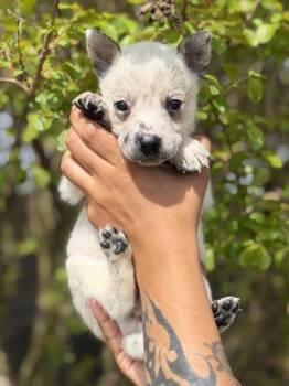 Scout -  Cattle Dog and Mixed Breed Dog for Adoption in Morton Grove, Illinois - Scout | PetCurious