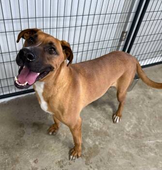 Rescue Great Dane Dogs for Adoption in Archbold, Ohio - Scooby Doo | PetCurious