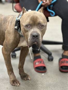 Rescue Cane Corso Dogs for Adoption - CANTALOUPE | PetCurious