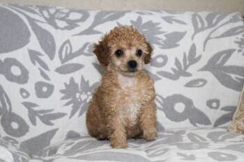 Poodle Dogs Available for Adoption - Ginger | PetCurious
